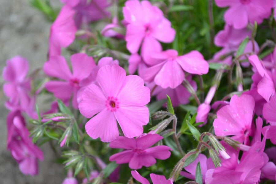 Kruipvlambloem Phlox subulata 'Mac Daniel's Cushion' 5-10 Pot P9 Phlox subulata 'Mac Daniel's Cushion'