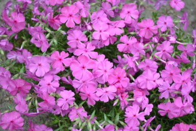 Kruipvlambloem Phlox subulata 'Mac Daniel's Cushion' 5-10 Pot P9 Phlox subulata 'Mac Daniel's Cushion'