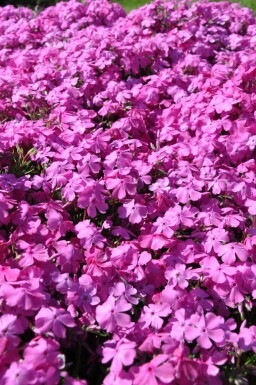 Kruipvlambloem Phlox subulata 'Mac Daniel's Cushion' 5-10 Pot P9 Phlox subulata 'Mac Daniel's Cushion'