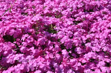 Phlox subulata 'Mac Daniel's Cushion'