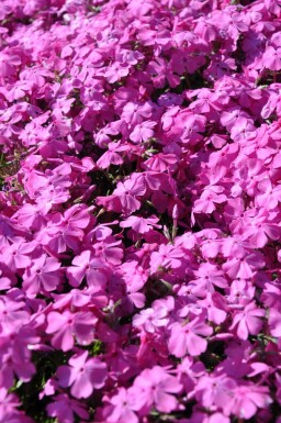 Phlox subulata 'Mac Daniel's Cushion'