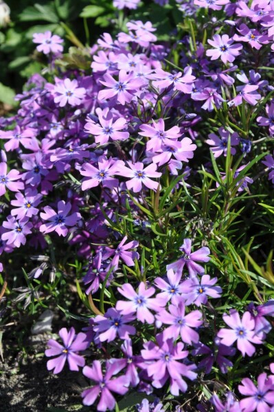 Vlambloem Phlox subulata 'Purple Beauty' 5-10 Pot P9 Phlox subulata 'Purple Beauty'