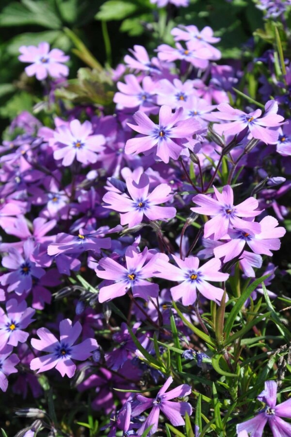 Vlambloem Phlox subulata 'Purple Beauty' 5-10 Pot P9 Phlox subulata 'Purple Beauty'