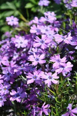 Vlambloem Phlox subulata 'Purple Beauty' 5-10 Pot P9 Phlox subulata 'Purple Beauty'