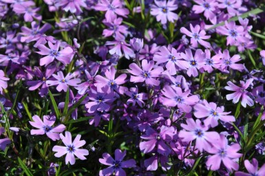 Vlambloem Phlox subulata 'Purple Beauty' 5-10 Pot P9 Phlox subulata 'Purple Beauty'