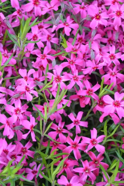 Kruipvlambloem Phlox subulata 'Scarlet Flame' 5-10 Pot P9 Phlox subulata 'Scarlet Flame'