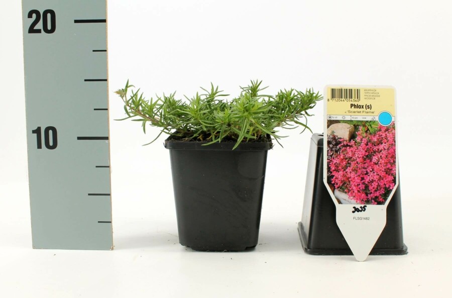 Kruipvlambloem Phlox subulata 'Scarlet Flame' 5-10 Pot P9 Phlox subulata 'Scarlet Flame'
