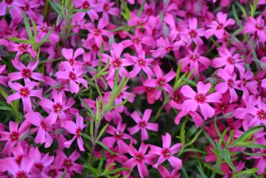 Kruipvlambloem Phlox subulata 'Scarlet Flame' 5-10 Pot P9 Phlox subulata 'Scarlet Flame'