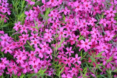 Kruipvlambloem Phlox subulata 'Scarlet Flame' 5-10 Pot P9 Phlox subulata 'Scarlet Flame'