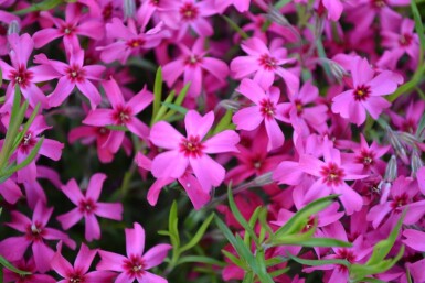 Kruipvlambloem Phlox subulata 'Scarlet Flame' 5-10 Pot P9 Phlox subulata 'Scarlet Flame'