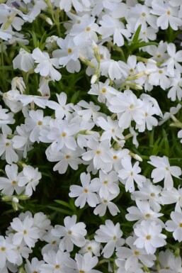 Kruipvlambloem Phlox subulata 'White Delight' 5-10 Pot P9