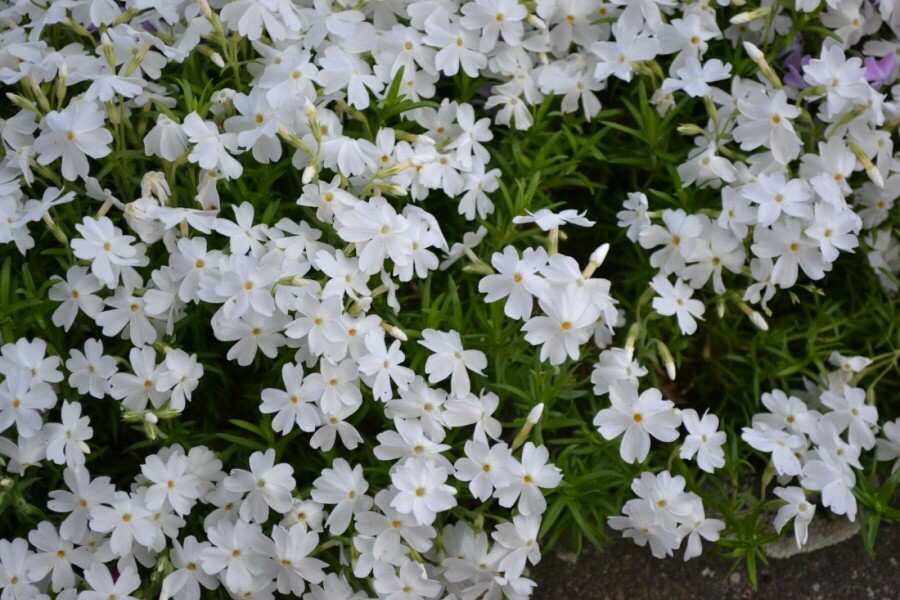 Kruipvlambloem Phlox subulata 'White Delight' 5-10 Pot P9 Phlox subulata 'White Delight'