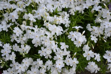 Kruipvlambloem Phlox subulata 'White Delight' 5-10 Pot P9 Phlox subulata 'White Delight'