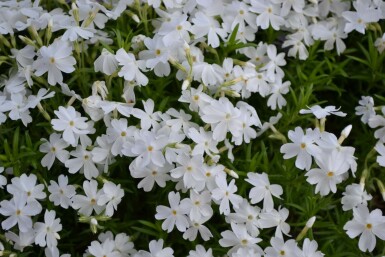 Kruipvlambloem Phlox subulata 'White Delight' 5-10 Pot P9 Phlox subulata 'White Delight'