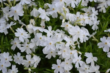 Kruipvlambloem Phlox subulata 'White Delight' 5-10 Pot P9 Phlox subulata 'White Delight'