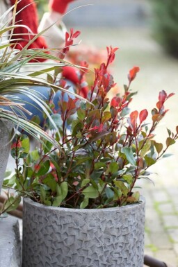 Glansmispel Photinia fraseri 'Little Red Robin' Struik 20-30 Pot C2