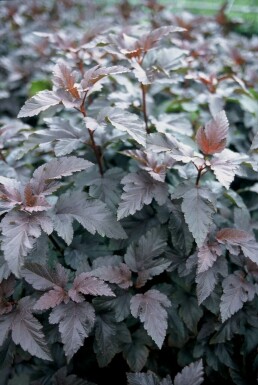 Blaasspirea Physocarpus opulifolius 'Diabolo' Struik 30-40 Pot C3