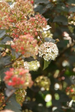 Blaasspirea Physocarpus opulifolius 'Diabolo' Struik 30-40 Pot C3