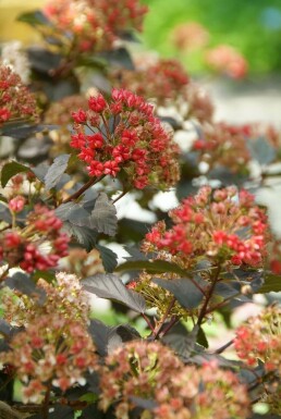 Blaasspirea Physocarpus opulifolius 'Diabolo' Struik 30-40 Pot C3