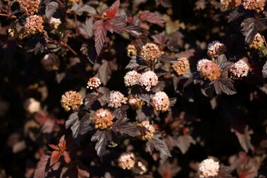 Blaasspirea Physocarpus opulifolius 'Lady in Red' Struik 20-30 Pot C2 Physocarpus opulifolius 'Lady in Red' struik 20-30 cm