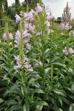 Scharnierbloem Physostegia virginiana 'Bouquet Rose' 5-10 Pot P9 Physostegia virginiana 'Bouquet Rose'