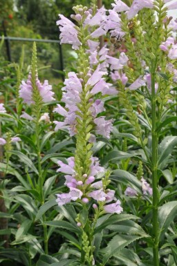 Scharnierbloem Physostegia virginiana 'Bouquet Rose' 5-10 Pot P9 Physostegia virginiana 'Bouquet Rose'