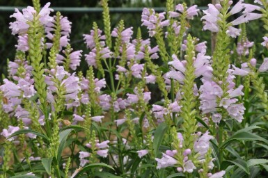 Scharnierbloem Physostegia virginiana 'Bouquet Rose' 5-10 Pot P9 Physostegia virginiana 'Bouquet Rose'