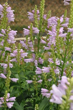 Scharnierbloem Physostegia virginiana 'Bouquet Rose' 5-10 Pot P9 Physostegia virginiana 'Bouquet Rose'
