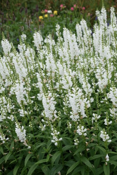 Scharnierbloem Physostegia virginiana 'Summer Snow' 5-10 Pot P9 Physostegia virginiana 'Summer Snow'