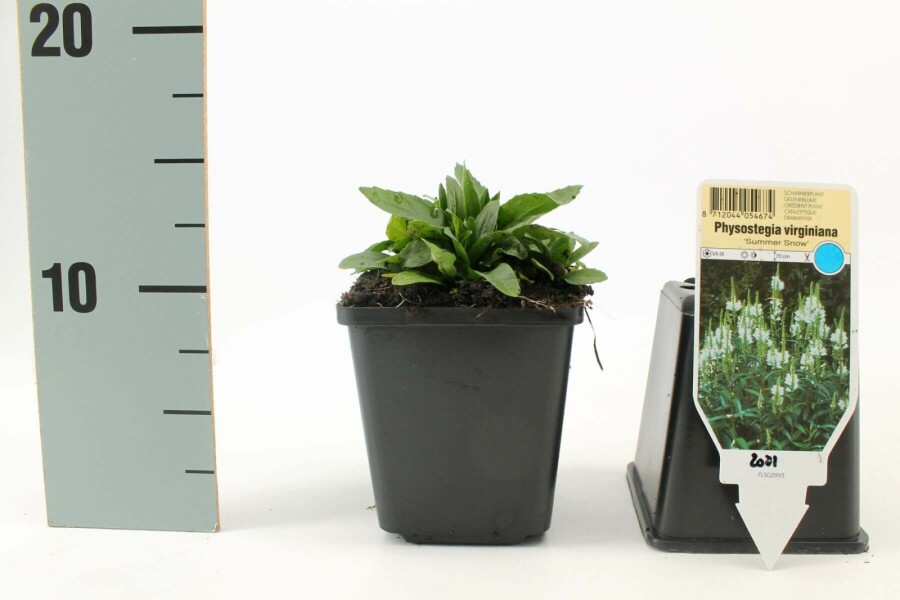 Scharnierbloem Physostegia virginiana 'Summer Snow' 5-10 Pot P9 Physostegia virginiana 'Summer Snow'