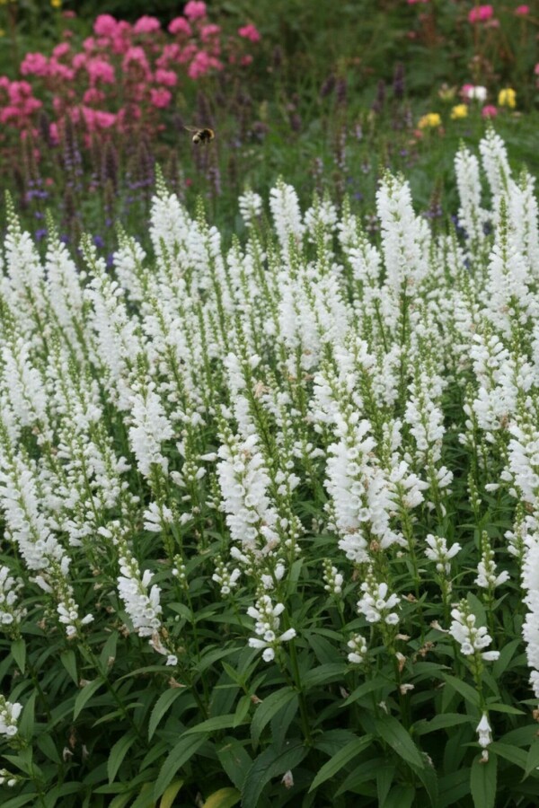 Scharnierbloem Physostegia virginiana 'Summer Snow' 5-10 Pot P9 Physostegia virginiana 'Summer Snow'