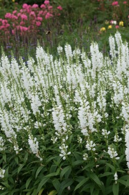 Scharnierbloem Physostegia virginiana 'Summer Snow' 5-10 Pot P9 Physostegia virginiana 'Summer Snow'