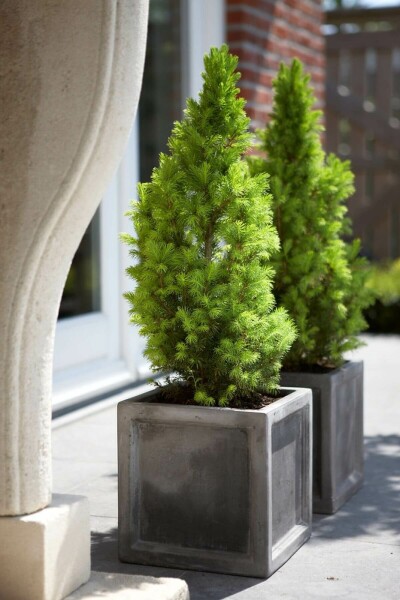 Picea glauca 'Conica Perfecta' C2 20-30