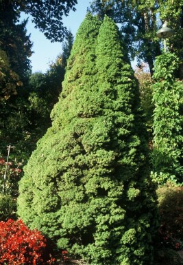 Picea glauca 'Conica Perfecta' C2 20-30