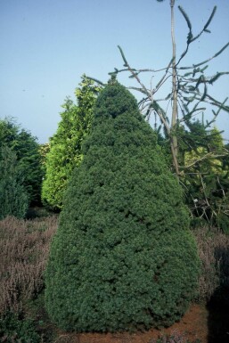 Dwergspar Picea glauca 'Conica Perfecta' Struik 20-30 Pot C2 Picea glauca 'Conica Perfecta' struik 20-30 cm