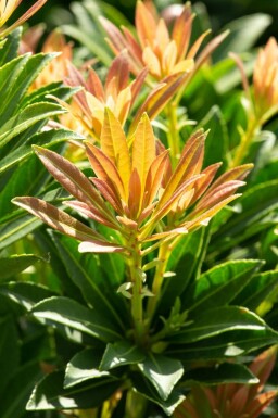 Pieris japonica 'Little Heath Green'