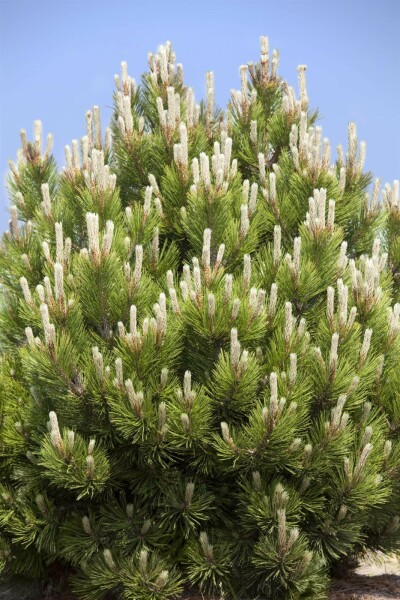 Pinus mugo C2 20-30