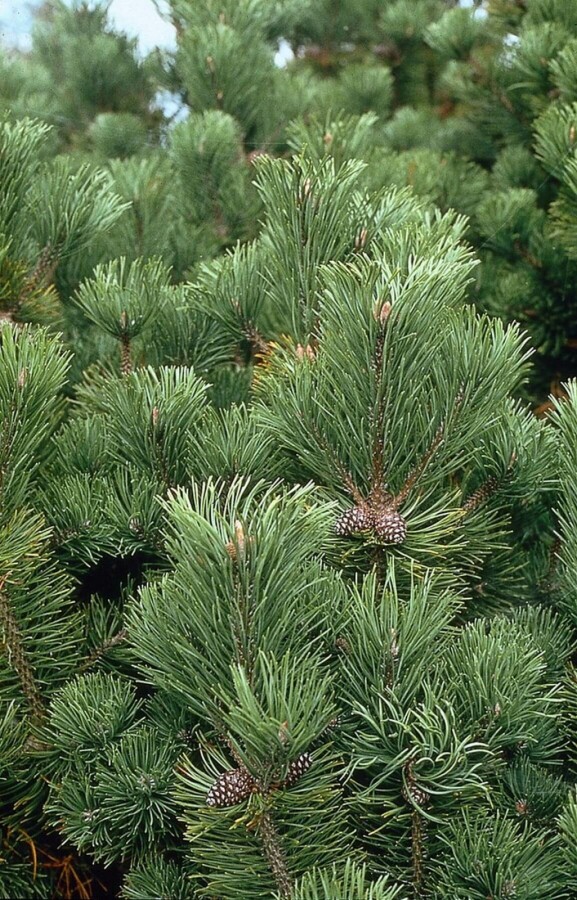 Bergden Pinus mugo mughus Struik 20-30 Pot C2 Pinus mugo struik 20-30 cm