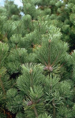 Pinus mugo C2 20-30