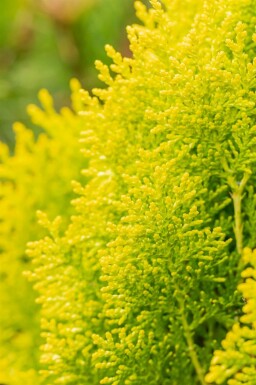 Levensboom Platycladus orientalis 'Aurea Nana' Struik 20-30 Pot C2 Platycladus orientalis 'Aurea Nana' struik 20-30 cm