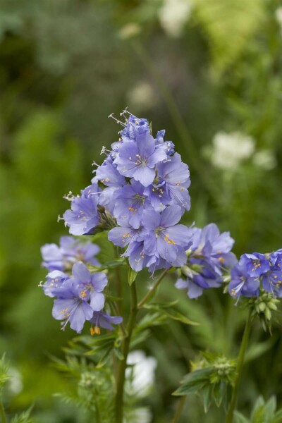 Jacobsladder Polemonium caeruleum 15-20 Pot P9 Polemonium caeruleum