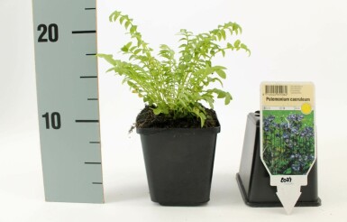 Jacobsladder Polemonium caeruleum 15-20 Pot P9 Polemonium caeruleum