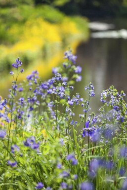 Jacobsladder Polemonium caeruleum 15-20 Pot P9