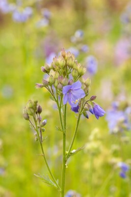 Jacobsladder Polemonium caeruleum 15-20 Pot P9 Polemonium caeruleum