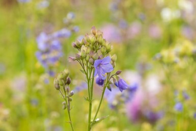 Jacobsladder Polemonium caeruleum 15-20 Pot P9 Polemonium caeruleum