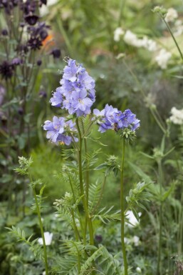 Jacobsladder Polemonium caeruleum 15-20 Pot P9 Polemonium caeruleum