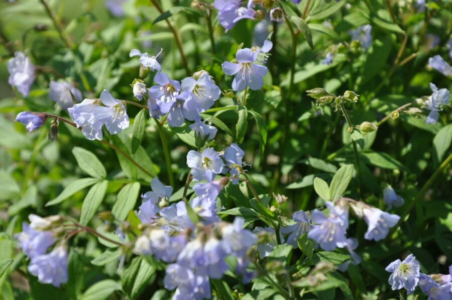 Kruipende Jacobsladder Polemonium reptans 'Blue Pearl' 5-10 Pot P9 Polemonium reptans 'Blue Pearl'