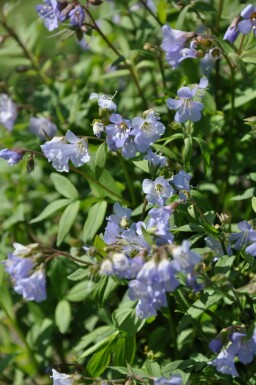 Kruipende Jacobsladder Polemonium reptans 'Blue Pearl' 5-10 Pot P9 Polemonium reptans 'Blue Pearl'