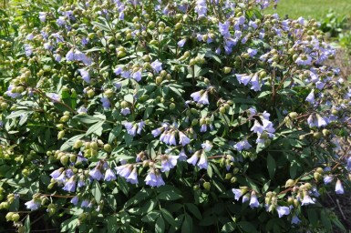 Kruipende Jacobsladder Polemonium reptans 'Blue Pearl' 5-10 Pot P9 Polemonium reptans 'Blue Pearl'