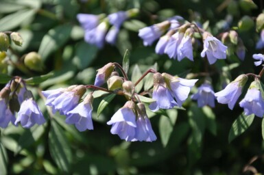 Kruipende Jacobsladder Polemonium reptans 'Blue Pearl' 5-10 Pot P9